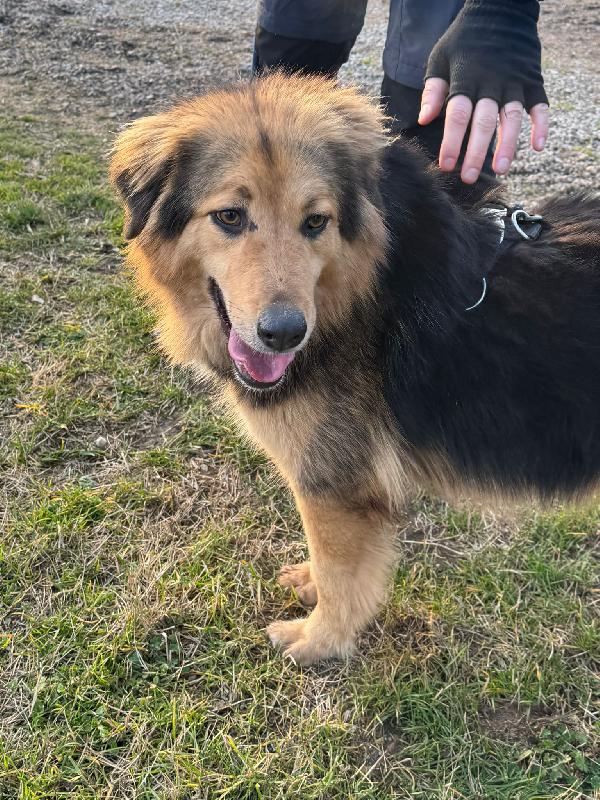 Milou, un magnifico simil pastore Foto 4